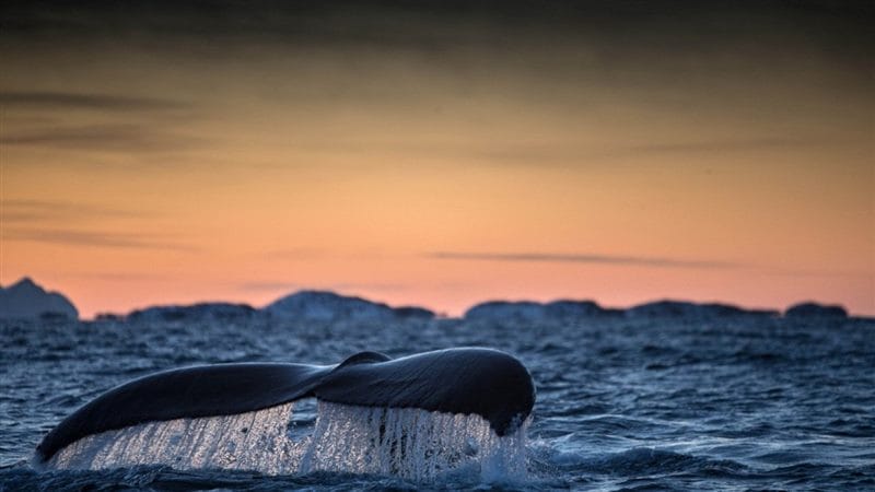 Картинки киты (100 фото) #72
