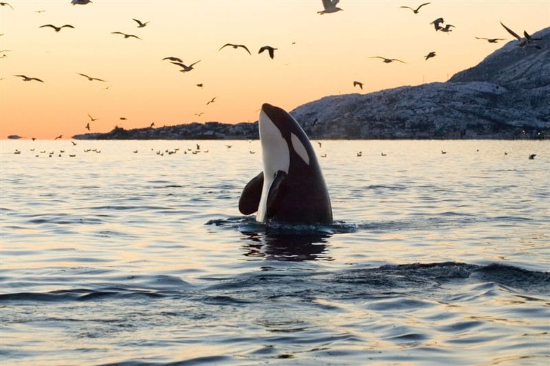 Картинки киты (100 фото) #50
