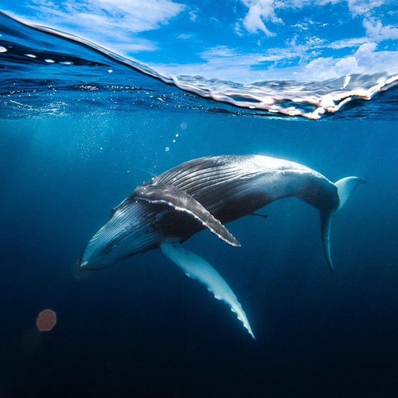 Картинки киты (100 фото) #54