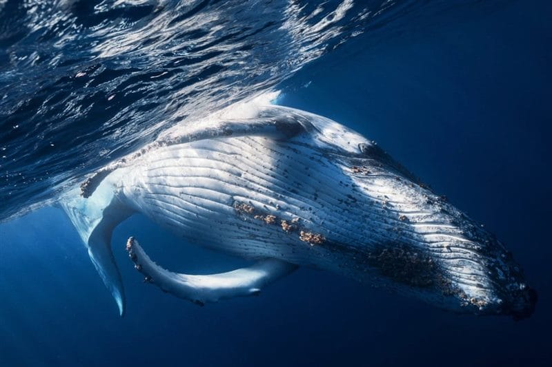 Картинки киты (100 фото) #55