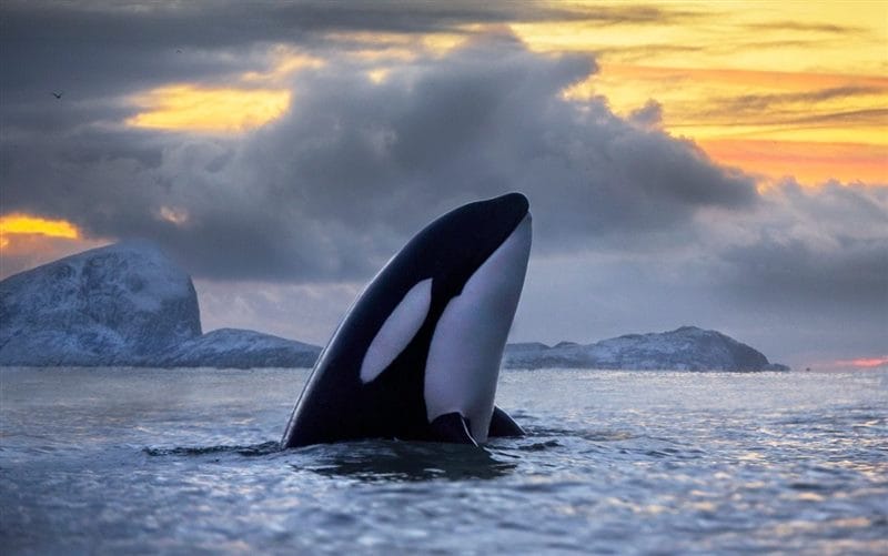 Картинки киты (100 фото) #68