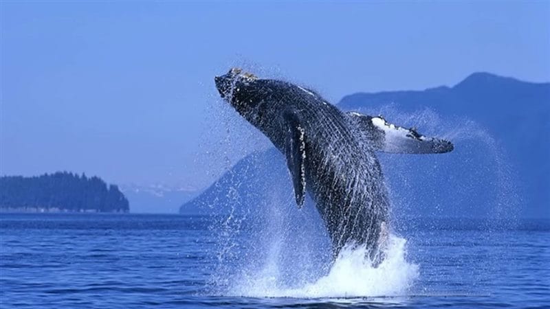 Картинки киты (100 фото) #73