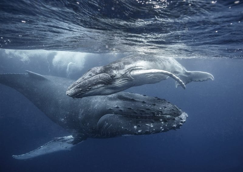 Картинки киты (100 фото) #52