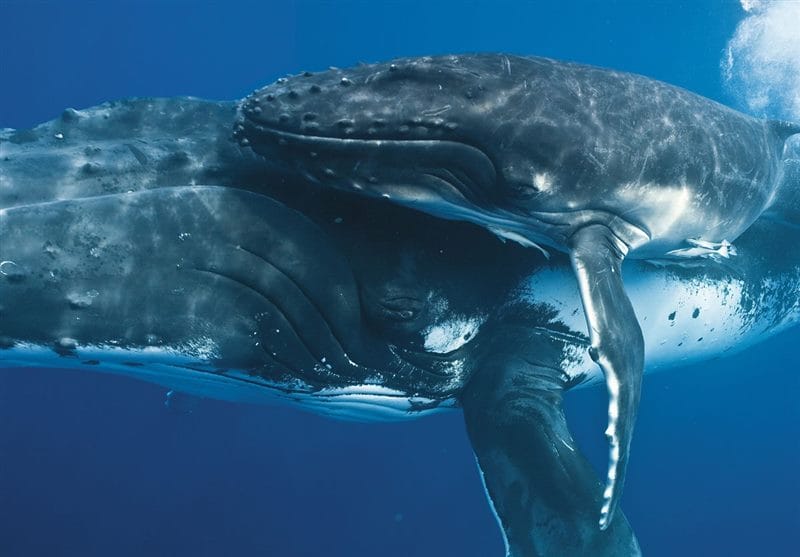 Картинки киты (100 фото) #61