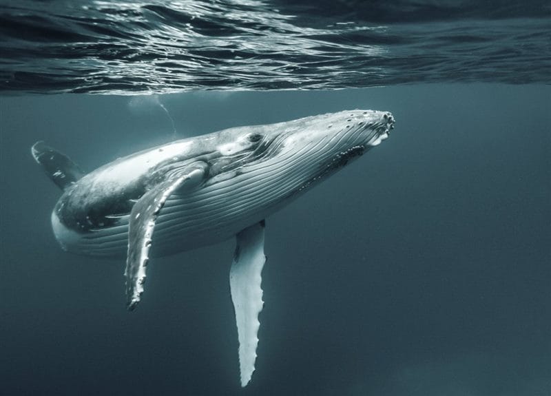 Картинки киты (100 фото) #65