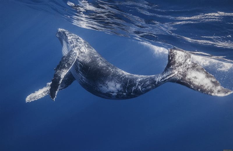 Картинки киты (100 фото) #58