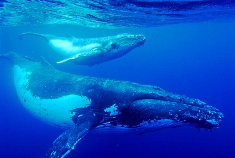 Картинки киты (100 фото) #70