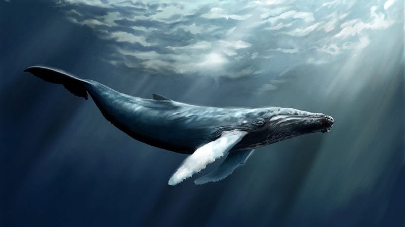 Картинки киты (100 фото) #83