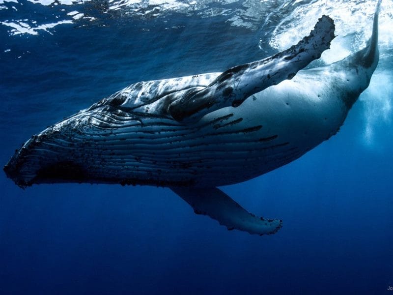 Картинки киты (100 фото) #59