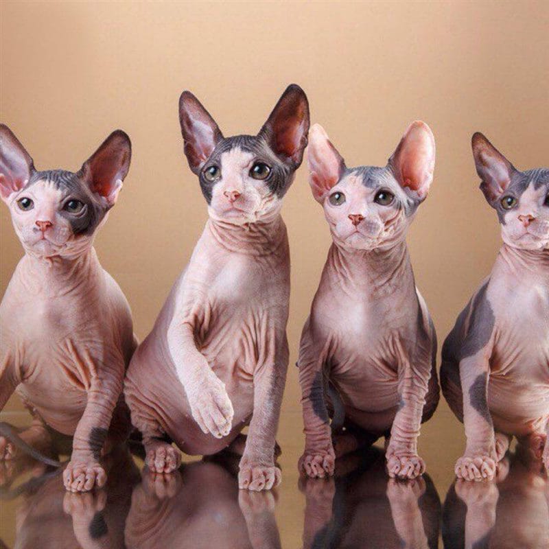 Картинки лысых котов (100 фото) #45