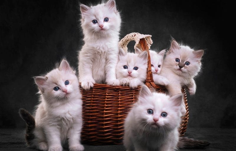 Красивые картинки котиков (100 фото) #60