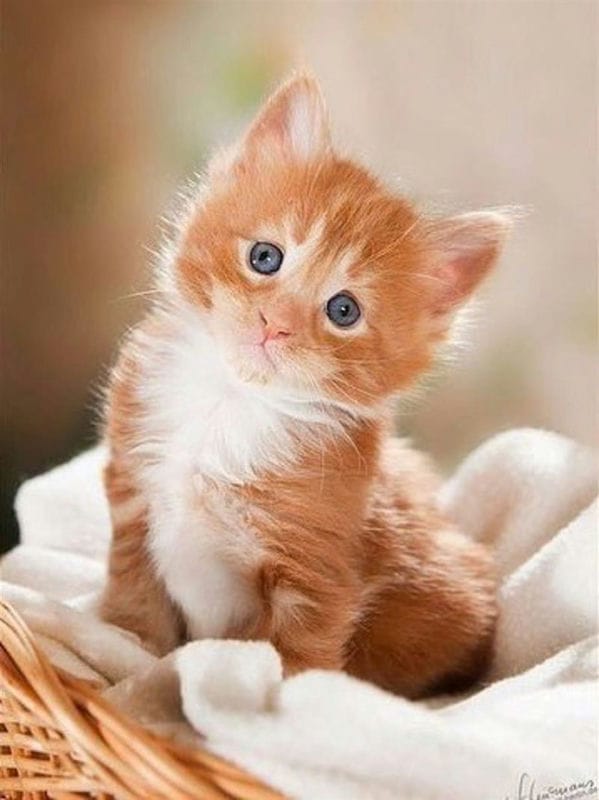 Красивые картинки котиков (100 фото) #62