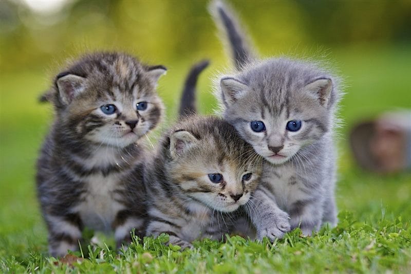 Красивые картинки котиков (100 фото) #48