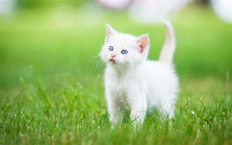Красивые картинки котиков (100 фото) #75
