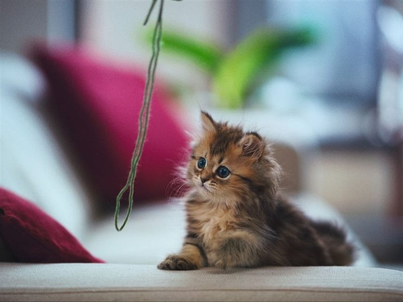 Красивые картинки котиков (100 фото) #58