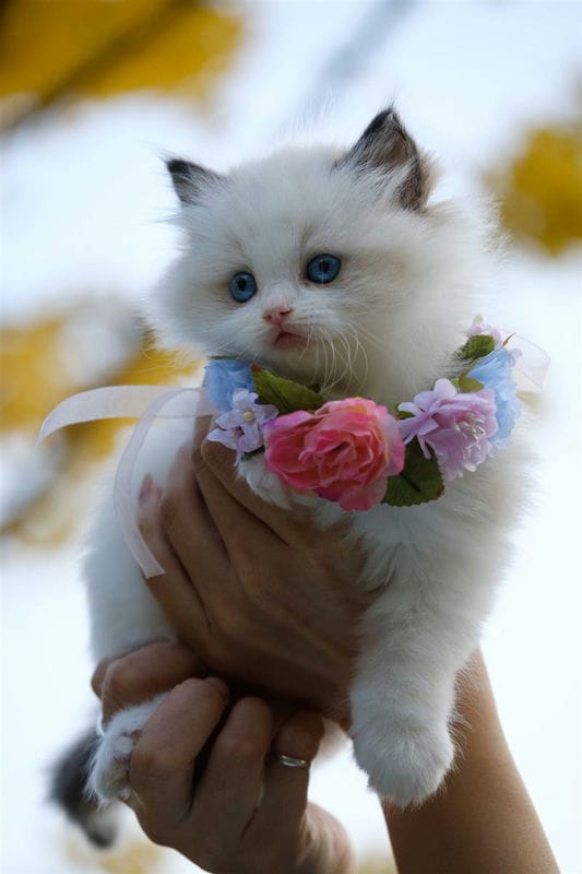 Красивые картинки котиков (100 фото) #45