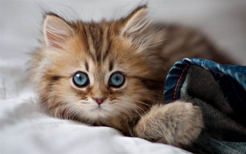 Красивые картинки котиков (100 фото) #66