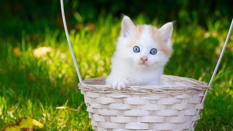 Красивые картинки котиков (100 фото) #63