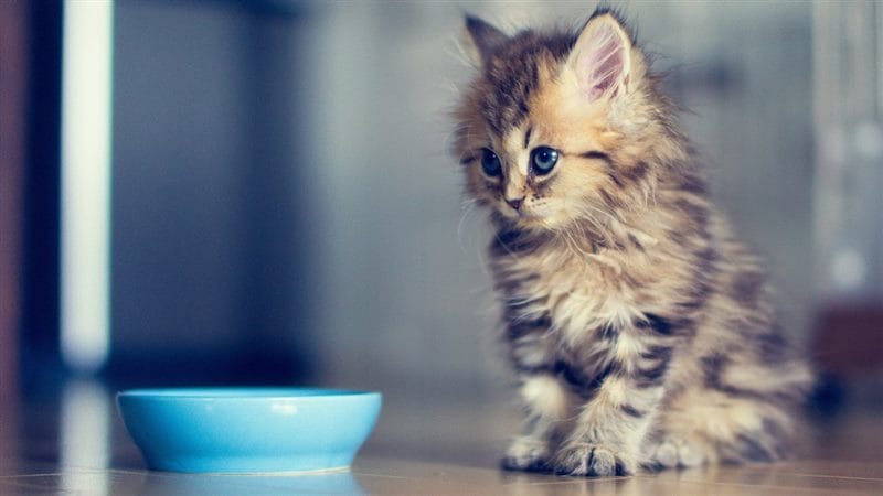 Красивые картинки котиков (100 фото) #69