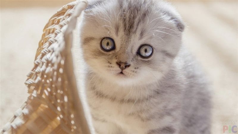 Красивые картинки котиков (100 фото) #77