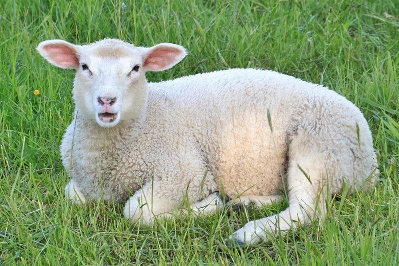 Картинки овечки (100 фото) #6