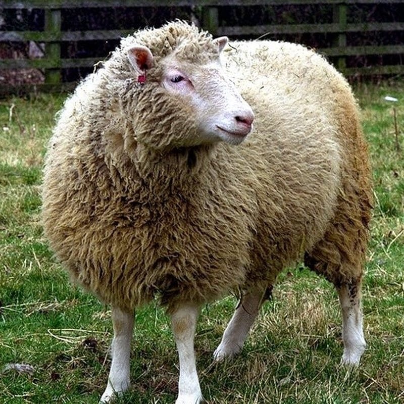 Картинки овечки (100 фото) #11