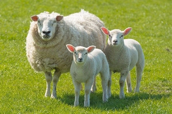 Картинки овечки (100 фото) #1