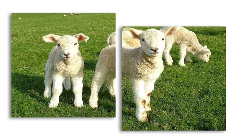 Картинки овечки (100 фото) #22