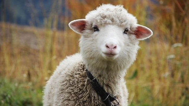 Картинки овечки (100 фото) #13