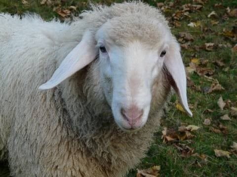 Картинки овечки (100 фото) #15