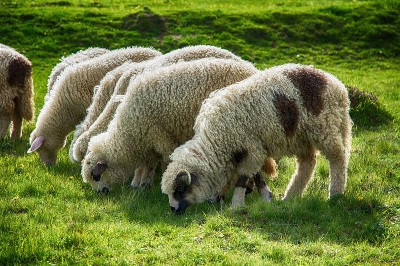 Картинки овечки (100 фото) #8