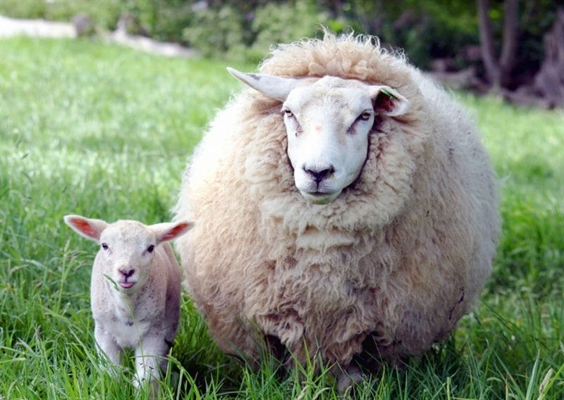 Картинки овечки (100 фото) #7