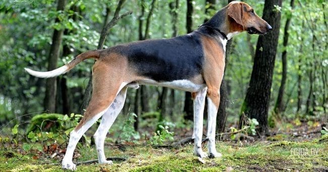Картинки охотничьих собак (50 фото) #45