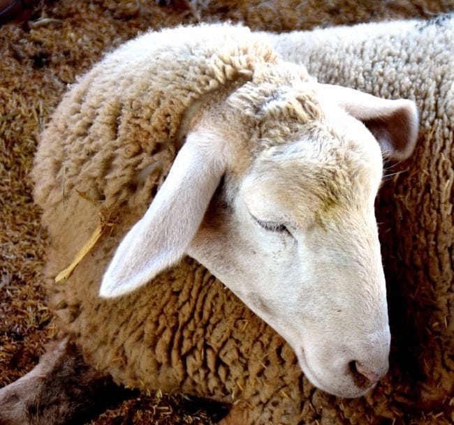 Картинки овечки (100 фото) #35