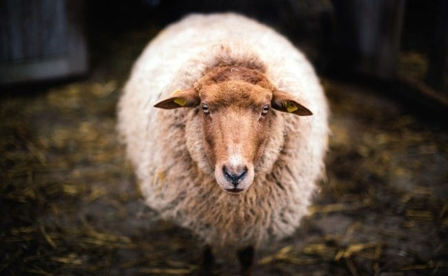 Картинки овечки (100 фото) #98