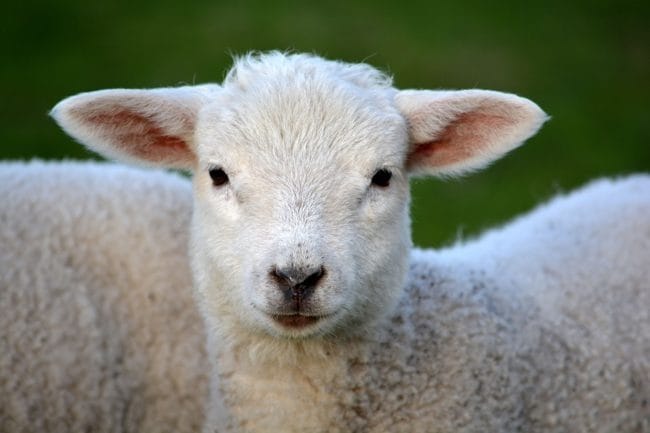 Картинки овечки (100 фото) #37