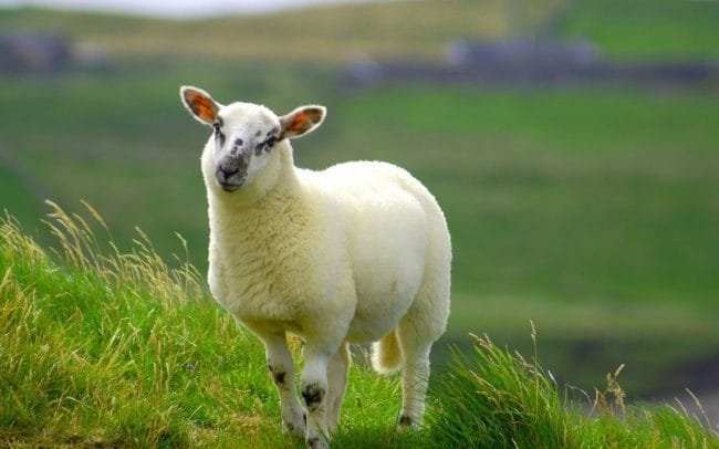 Картинки овечки (100 фото) #32