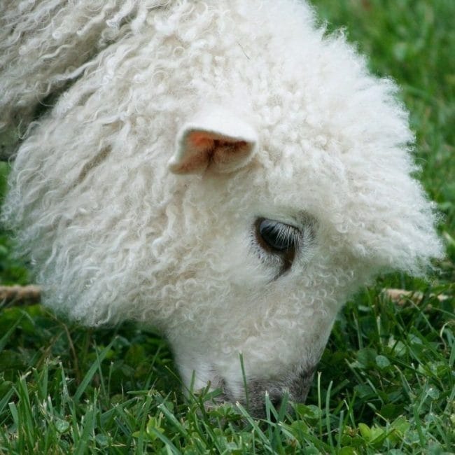 Картинки овечки (100 фото) #97