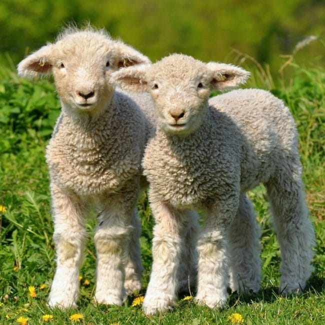Картинки овечки (100 фото) #30