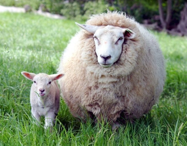 Картинки овечки (100 фото) #27