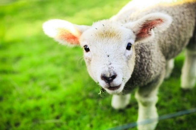 Картинки овечки (100 фото) #25