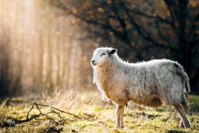 Картинки овечки (100 фото) #34