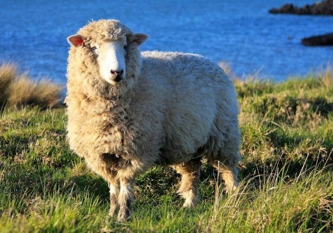 Картинки овечки (100 фото) #38