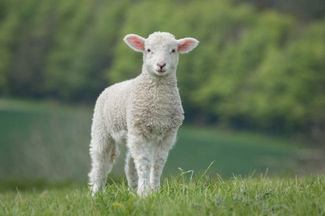Картинки овечки (100 фото) #41