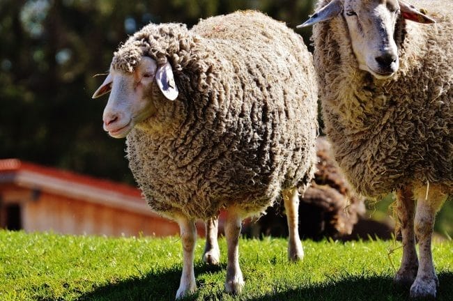Картинки овечки (100 фото) #94