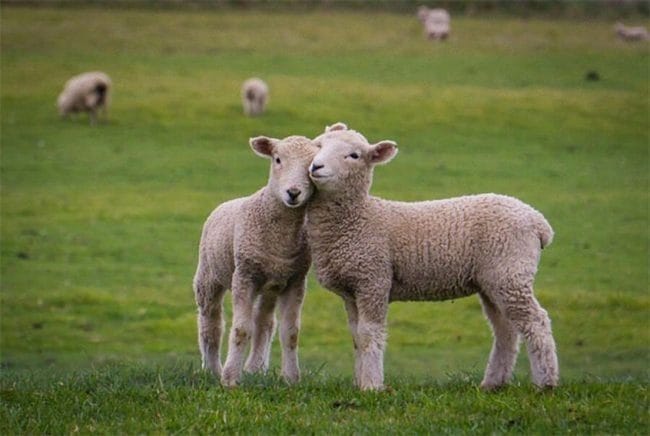 Картинки овечки (100 фото) #28