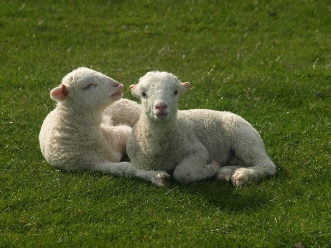 Картинки овечки (100 фото) #92