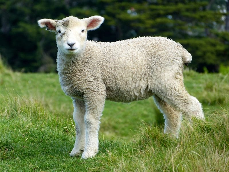 Картинки овечки (100 фото) #47