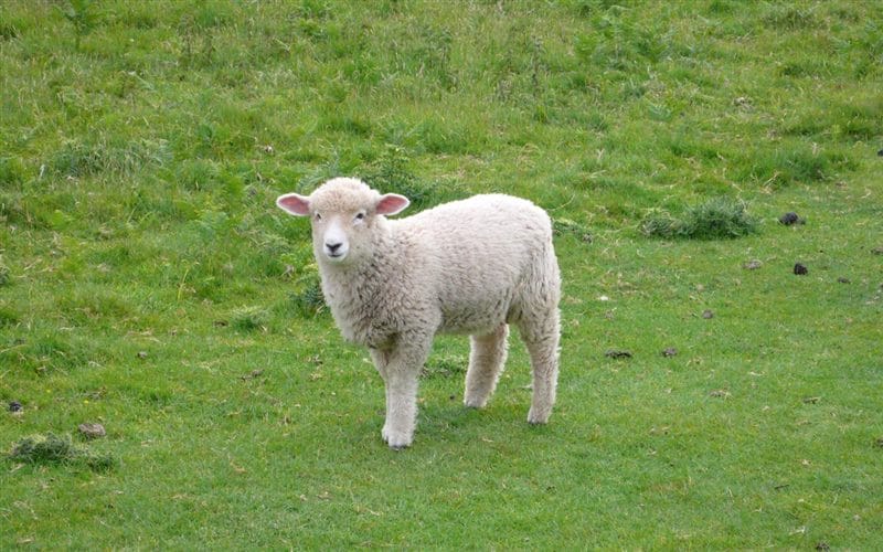 Картинки овечки (100 фото) #44