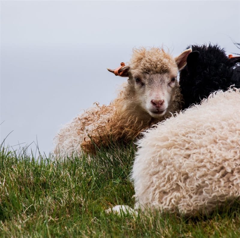 Картинки овечки (100 фото) #49
